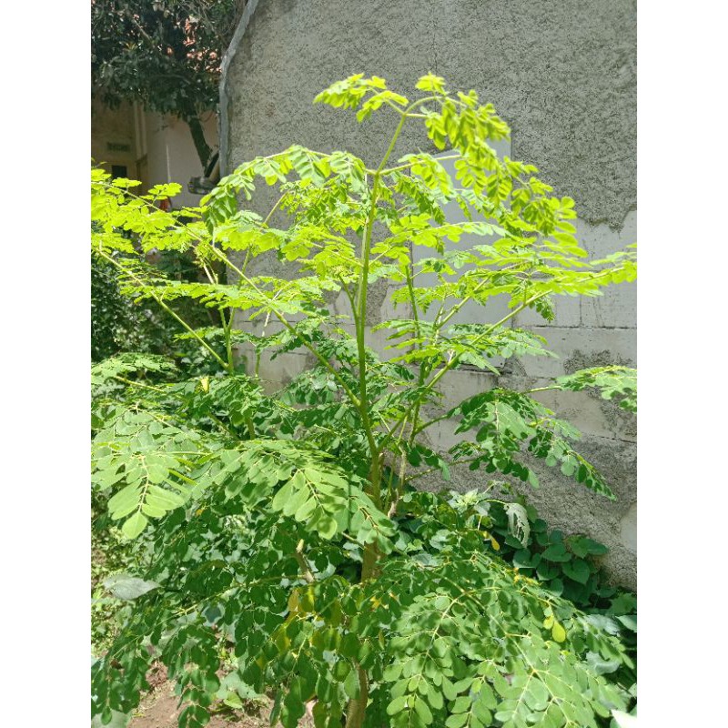

daun kelor segar500grm