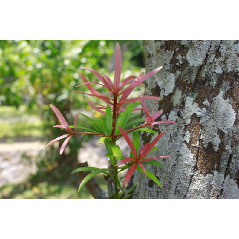 Biji Bibit Lohansung Pucuk Merah dan Lohansung Mawar 60 butir bibit bonsai
