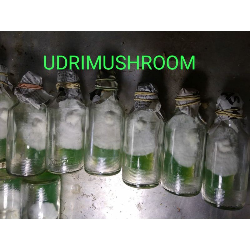 Bibit jamur tiram putih F0