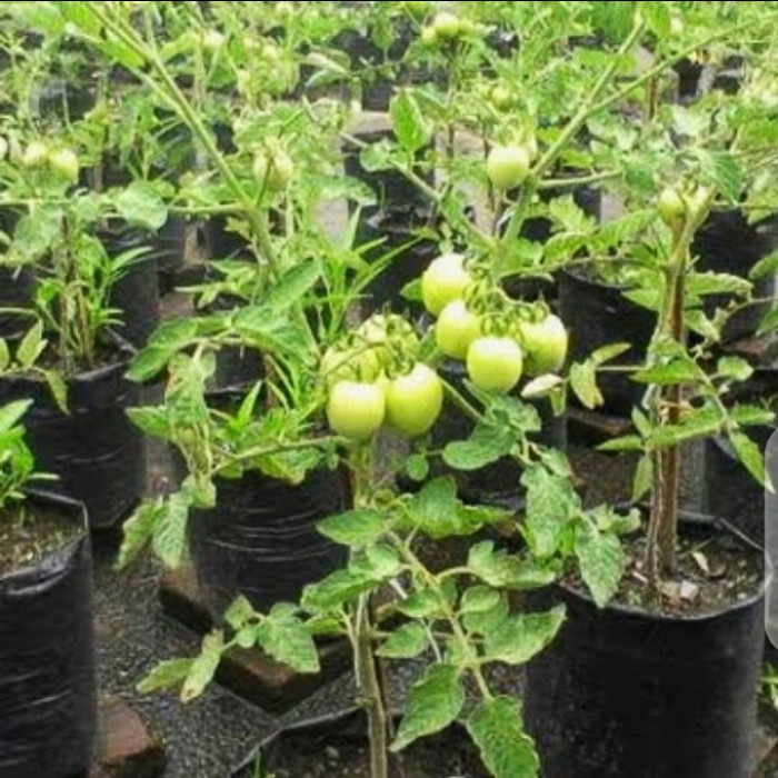 HD BIBIT TANAMAN BUAH TOMAT SAYUR @