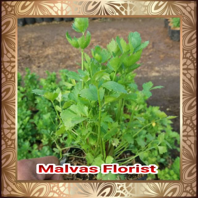 Tanaman herbal - bibit seledri