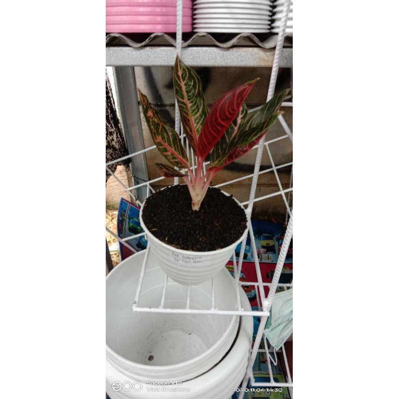 aglonema red sumatra