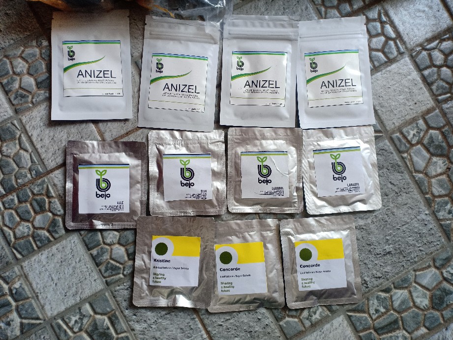 Benih / Biji / Bibit Rijk Zwann Rz - Selada Concorde 100 Butir