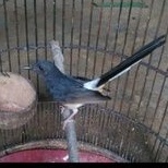 burung murai medan betina siapan ternak bodi big