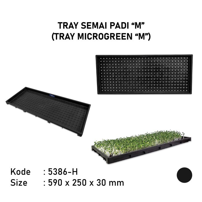 Tray semai padi tray semai microgreen wheat grass size M 5386H