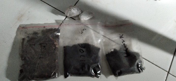 Bonggol Aglonema Red Sumatra