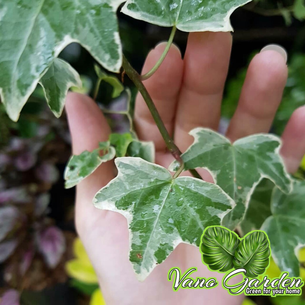 bunga gantung happy ivy varigata