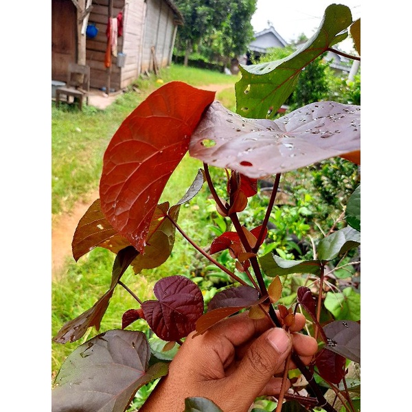 bahan bonsai waru merah super red / bibit waru super red italia / waru super red