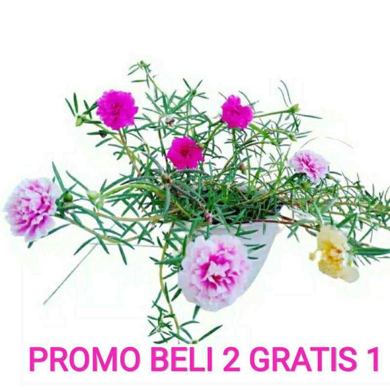 PROMO BELI 2 GRATIS 1 TANAMAN HIAS KROKOT BUNGA WARNA RANDOM