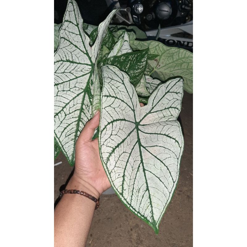 Tanaman hias keladi putih white star caladium murah ready stock