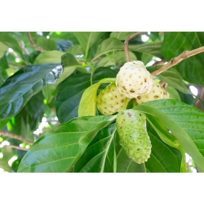 

buah mengkudu(pace)
