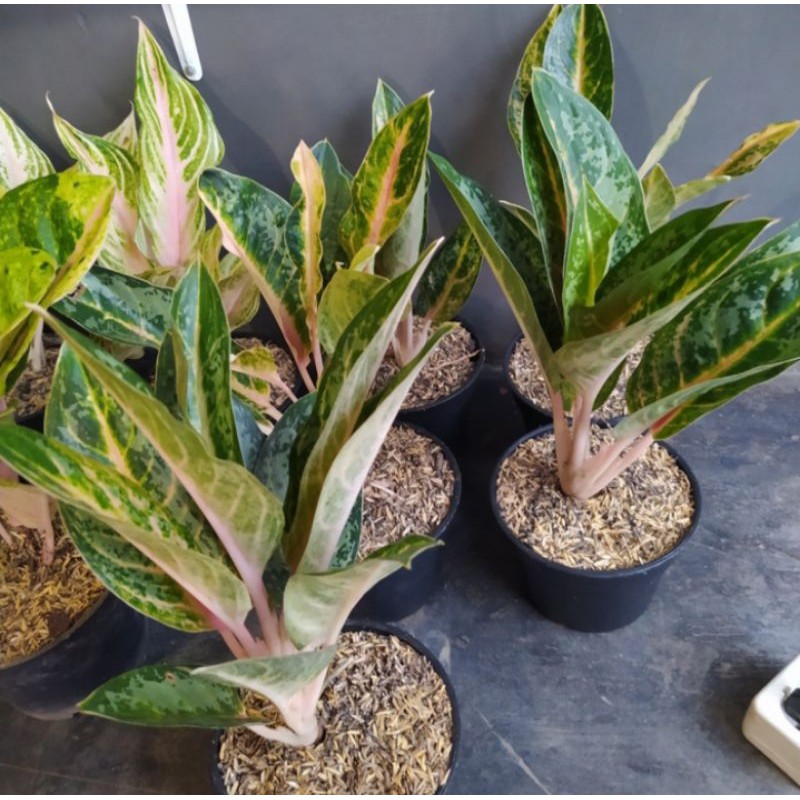 Tanaman hias Aglonema gajah mada-aglonema gajah mada