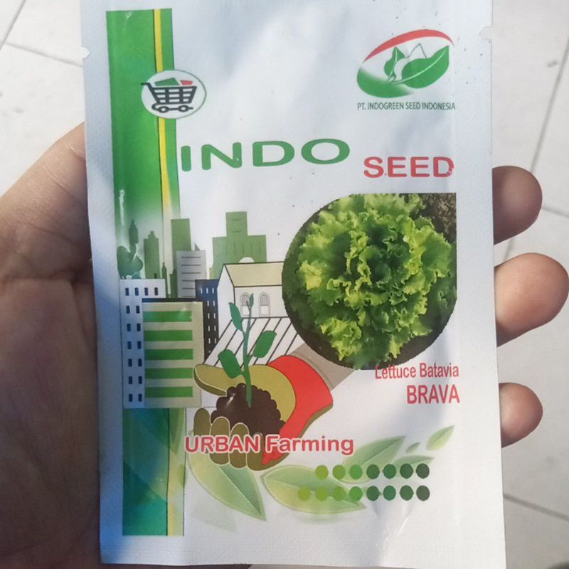 Benih Selada Batavia Brava indoseed 1 gram kemasan original pabrik