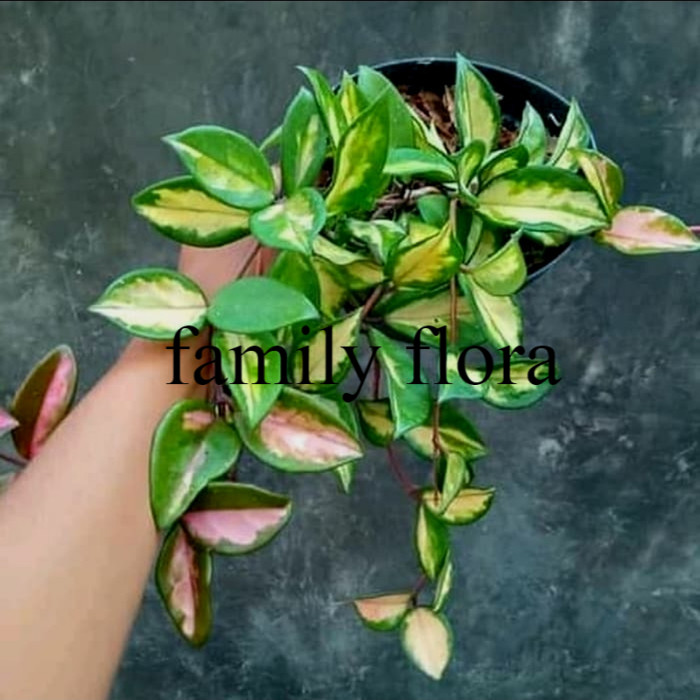 paket murah 5 tanaman hias gantung hoya cornosa