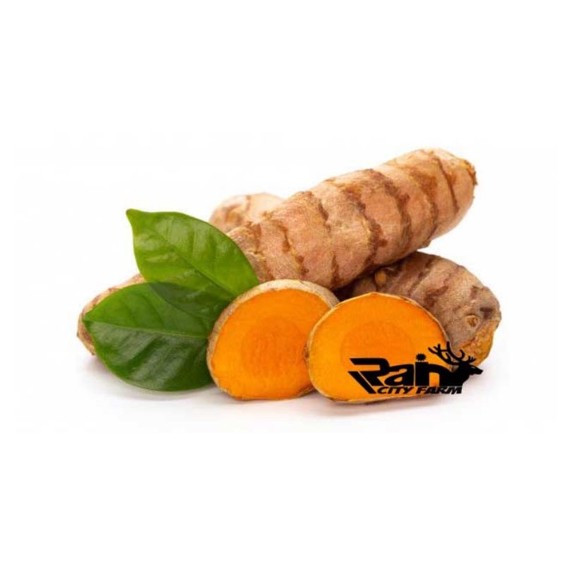

Kuning Kunyit Koneng