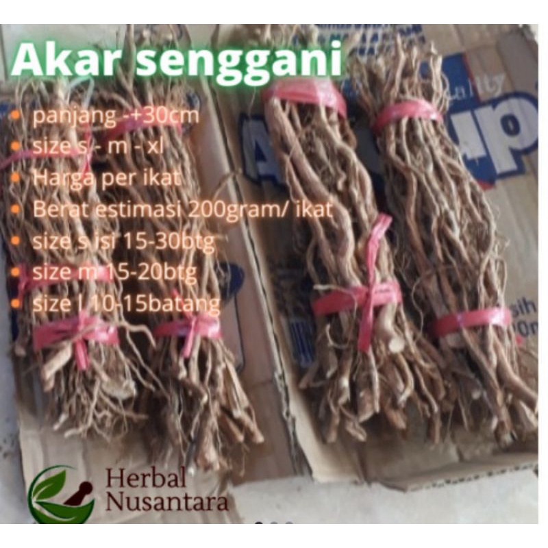 Akar Kayu Senggani Untuk Aquascape Hardscape Bonsai Aquarium Per ikat