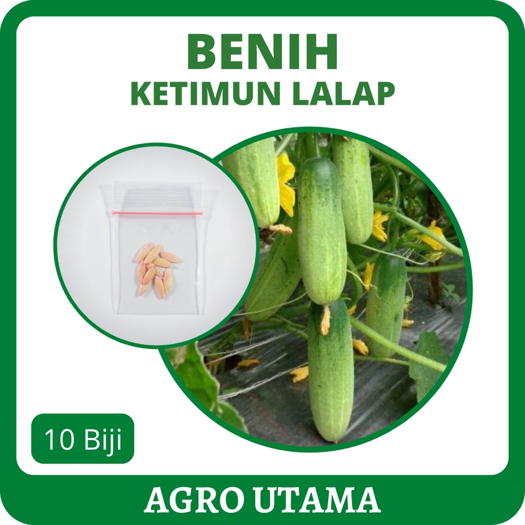 10 Benih Ketimun Lalap Unggul