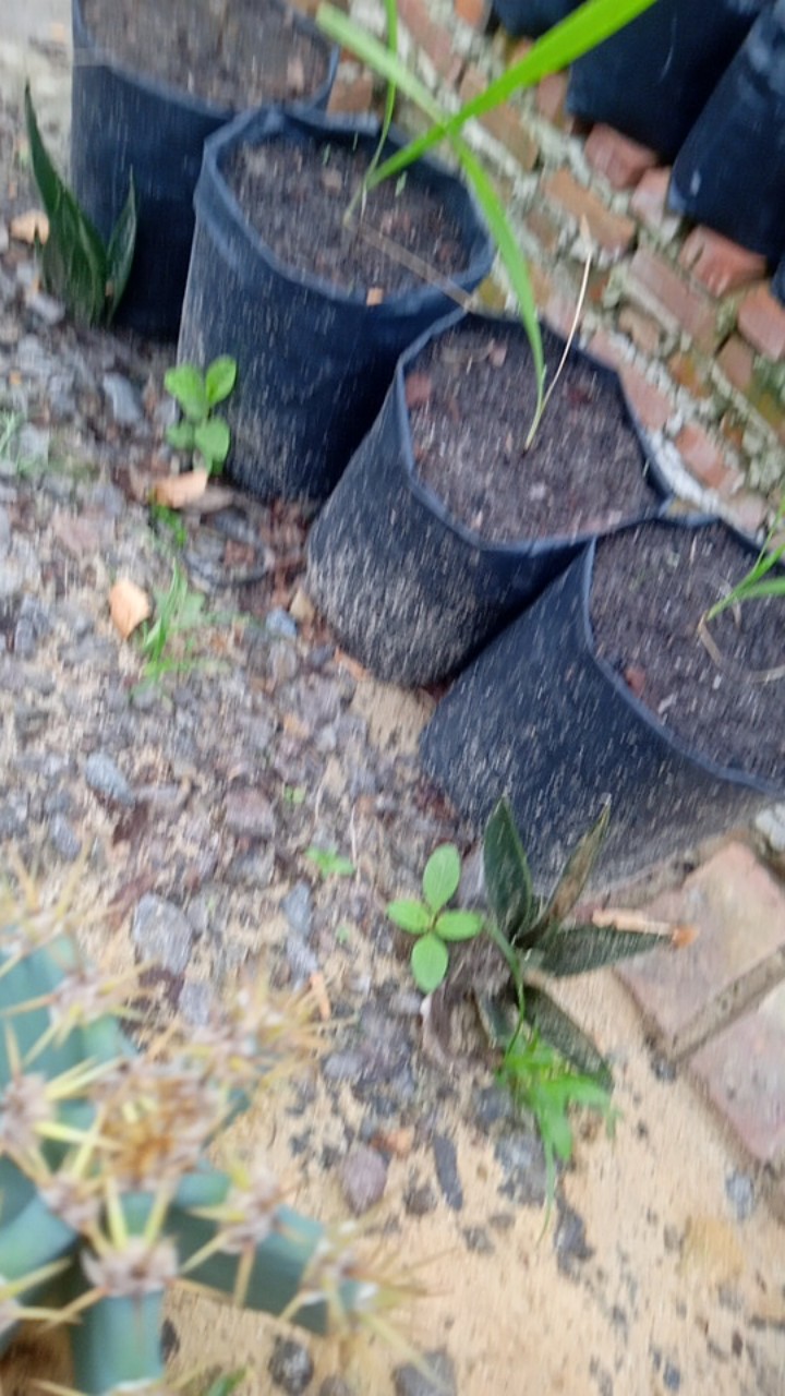 Stek Mossrose / Portulaca / Krokot  Tumpuk Warna Orange  (perbatang)