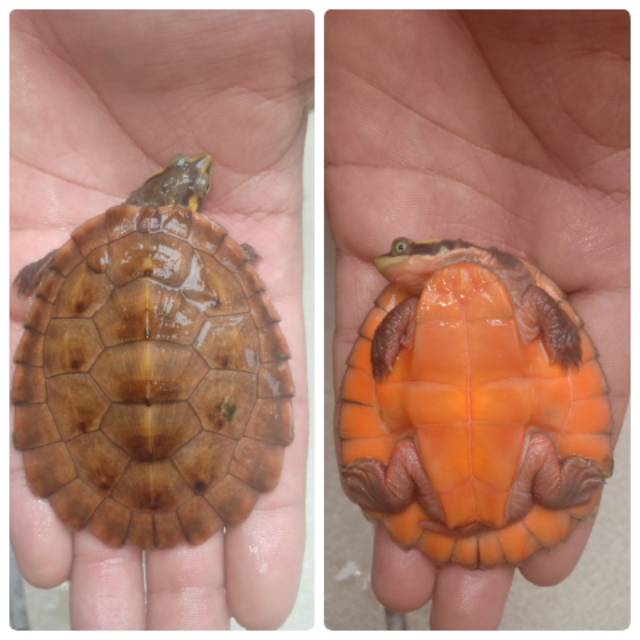 

Dada merah x Dada Pink Hybrid