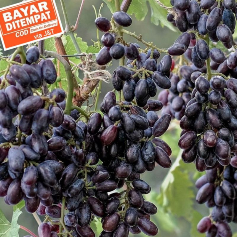 BIBIT ANGGUR AKADEMIK, BIBIT ANGGUR AKADEMIK SUPER