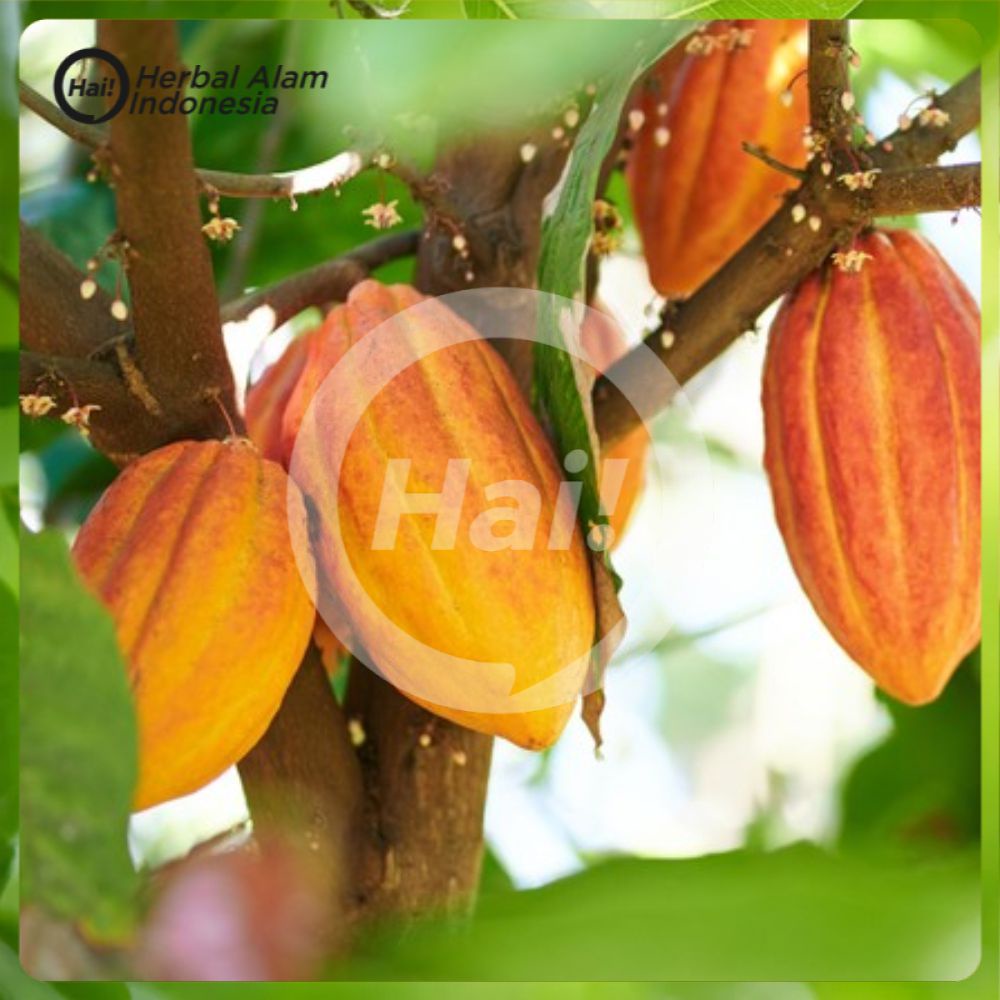 

Buah Coklat 500Gr Kakao Kako Matang Pohon Bisa Untuk Benih