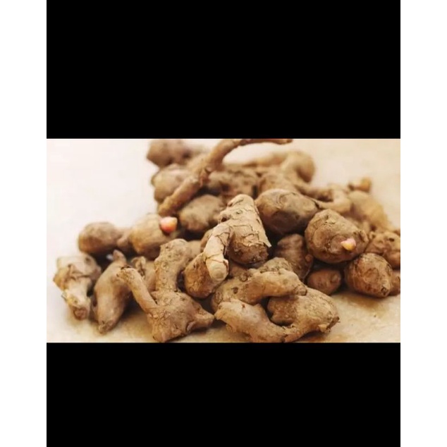 

TEMU KUNCI SEGAR 1/2 KG