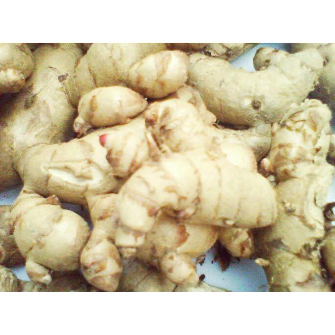 

Herbal877D8Rs9 Kunyit / Temu Putih Segar 1Kg Curcuma Zedoaria Herbal Kanker