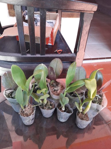 Anggrek Bulan Taiwan Remaja