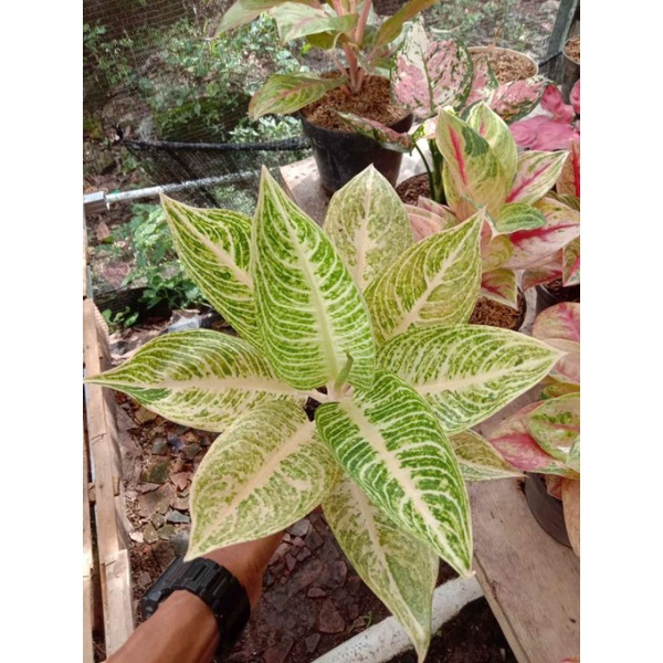 tanaman hias Aglonema putih / white aglonema