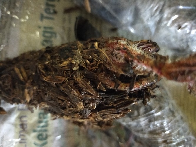 Begonia Tiger Tanaman Hias