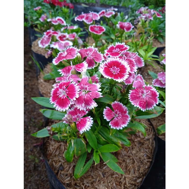 Tanaman  Bunga Anyelir Bunga Diantus