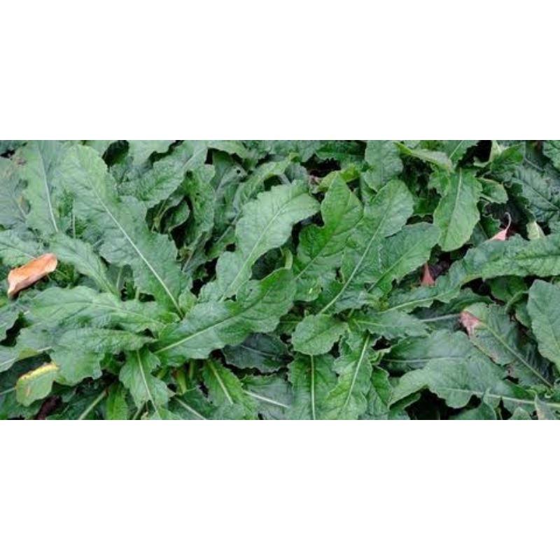 

TERMURAH, DAUN TAPAK LIMAN SEGAR PLUS AKAR.