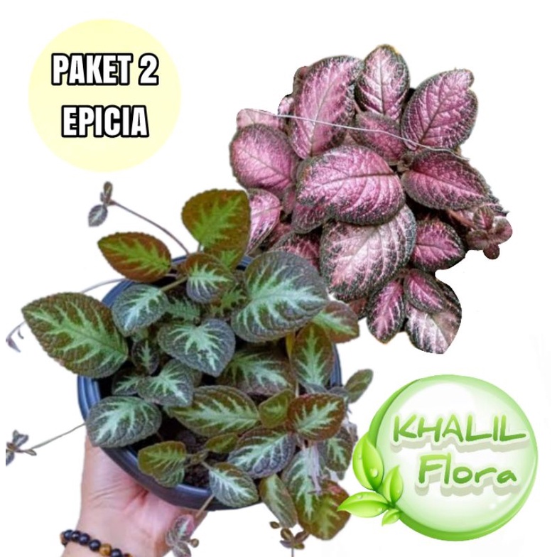 PAKET BUNGA HIAS HIDUP EPISCIA // TANAMAN GANTUNG EPICIA BLUDRU 2 JENIS