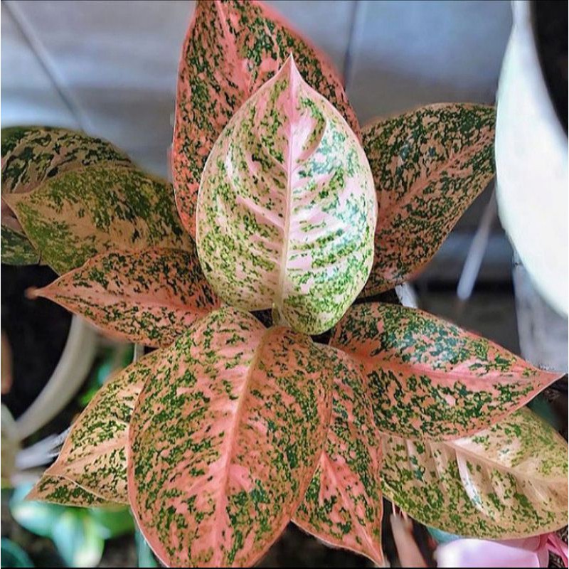 Bonggol Aglonema Orange Stardust | Bonggol indukan