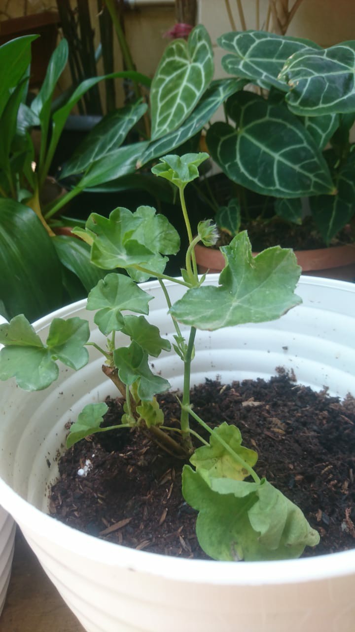 Garamalia Ataw Geranium