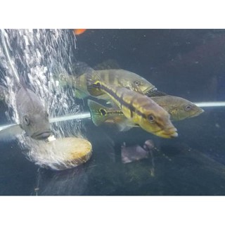 ikan predator pbass temensis / peacock bass temensis