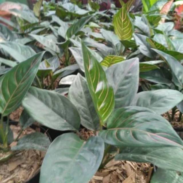 tanaman aglonema rotundum-pohon aglonema rotundum