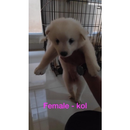 Harga Anjing Golden Mix Terbaru September 2021 Biggo Indonesia