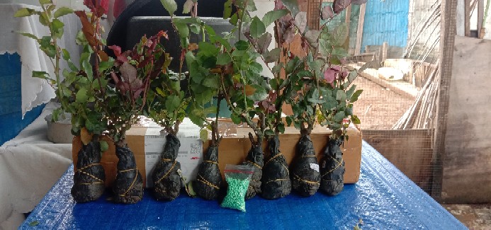 Bibit Sawo Jumbo  Berbunga