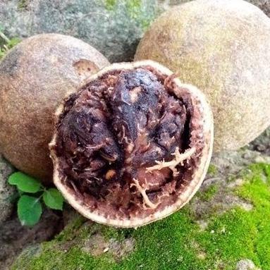 

X-OUT ✉ buah kawis 1kg ( isi 2-4 buah) ||top produk