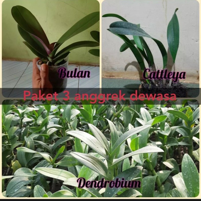 paket 3 anggrek dewasa , Anggrek bulan/Anggrek Cattleya/Anggrek Dendro