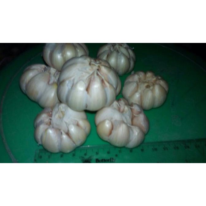 

Promo Awal tahun Bawang putih Diskon