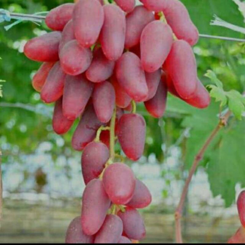 bibit anggur pink super murah