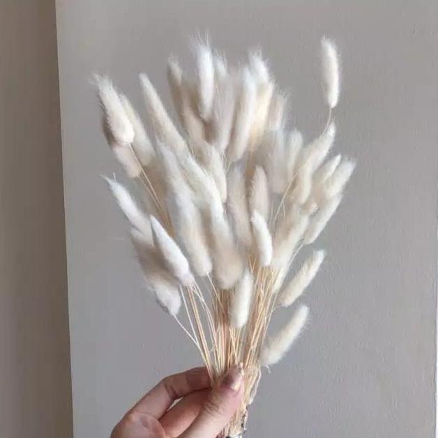 [ 10 BATANG ] Dried Lagurus White / Bunga Kering / Dried Flower /