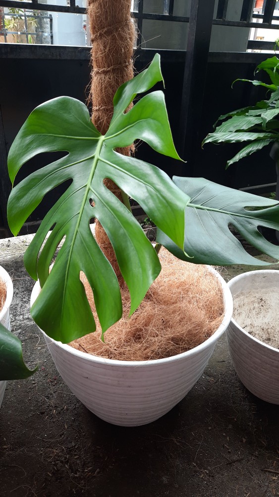 Rambatan Tanaman Sabut Kelapa Murah Meriah 50 Cm