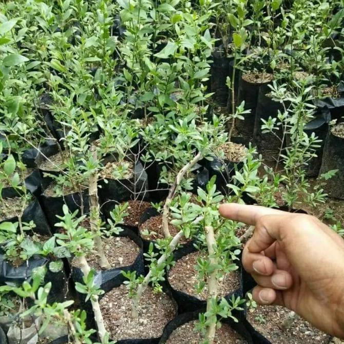 SP2 BIBIT TANAMAN POHON SANTIGI STIGI BAHAN BONSAI SP2