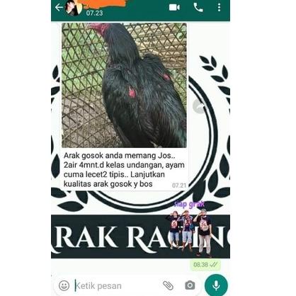 Muraaaahh.. Arak Gosok Racing Arak Gosok Ayam Aduan Super