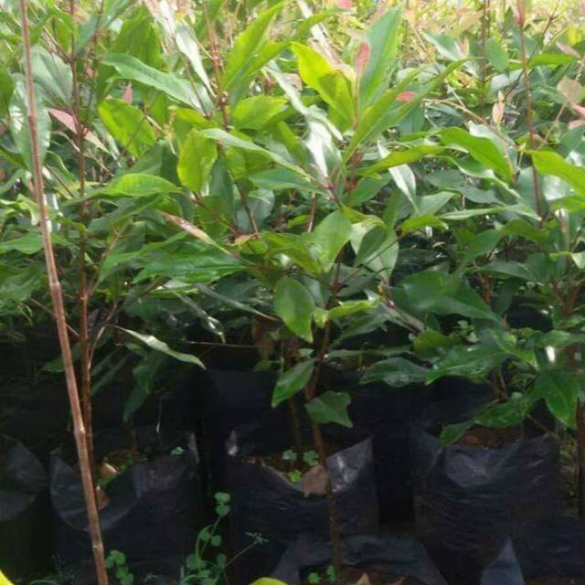 bibit cengkeh zanzibar