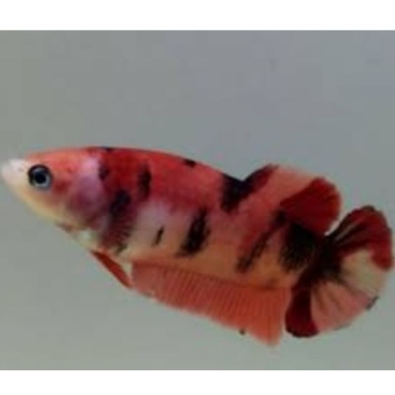 

ikan cupang betina nemo, koi Murah