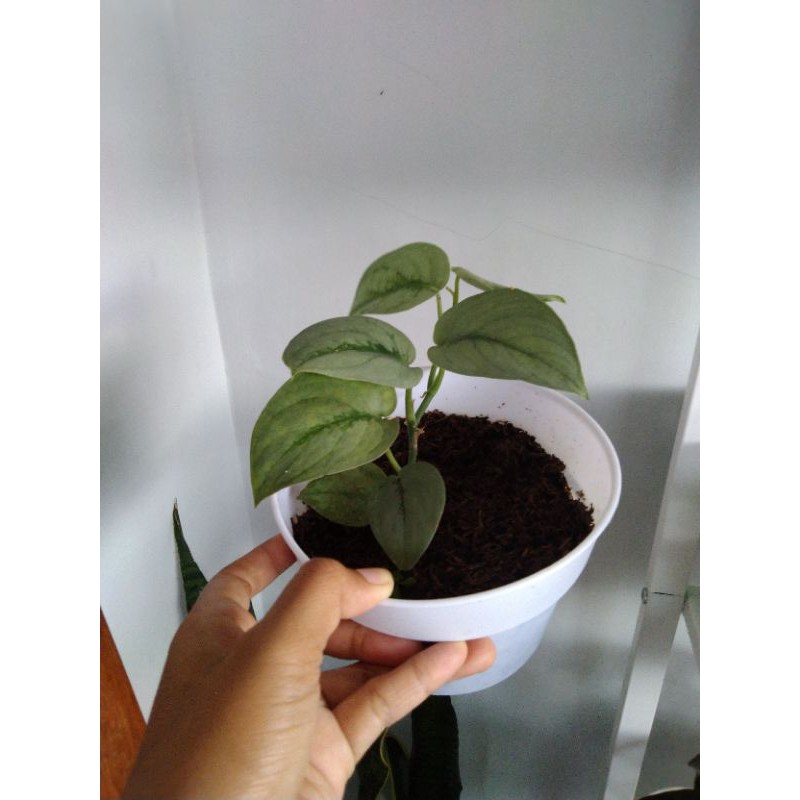 scindapsus silver hero